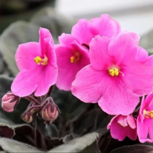 African Violet Live Plant - Pink Blooming, Indoor/Outdoor Houseplant, 3-5 Inch Tall, 4 Inch Pot - Image 3