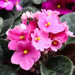 African Violet Live Plant - Pink Blooming, Indoor/Outdoor Houseplant, 3-5 Inch Tall, 4 Inch Pot - Image 5