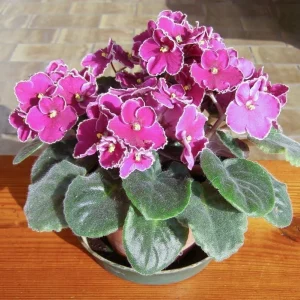 African Violet Live Plant - Pink Blooming, Indoor/Outdoor Houseplant, 3-5 Inch Tall, 4 Inch Pot - Image 6