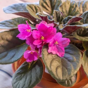 African Violet Live Plant - Pink Blooming, Indoor/Outdoor Houseplant, 3-5 Inch Tall, 4 Inch Pot - Image 7