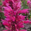 Agastache Morello Live Starter Plant - Pink Herb Plug, 1"-3" Tall - Image 1