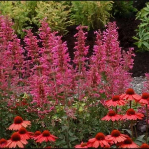 Agastache Morello Live Starter Plants - 2 Pink Plugs, 1-3