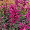 Agastache Morello Live Starter Plants - 2 Pink Plugs, 1-3" Tall - Image 1