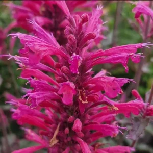 Agastache Morello Live Starter Plants - 2 Pink Plugs, 1-3
