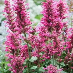 Agastache Morello Live Starter Plants - 2 Pink Plugs, 1-3