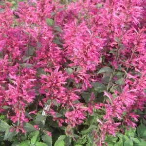 Agastache Morello Live Starter Plants - 2 Pink Plugs, 1-3