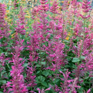 Agastache Morello Live Starter Plants - 2 Pink Plugs, 1-3