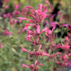 Agastache Morello Live Starter Plants - 2 Pink Plugs, 1-3