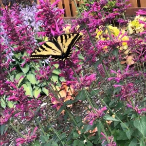 Agastache Morello Live Starter Plants - 2 Pink Plugs, 1-3