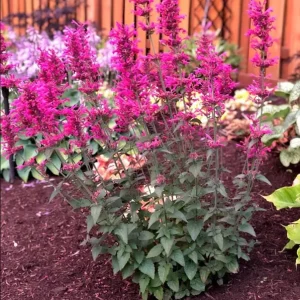 Agastache Morello Live Starter Plants - 2 Pink Plugs, 1-3