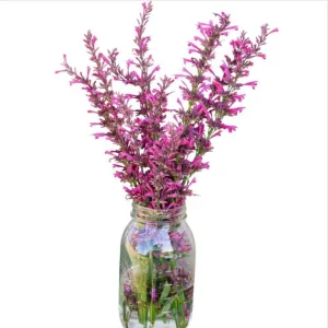 Agastache Morello Live Starter Plants - 2 Pink Plugs, 1-3