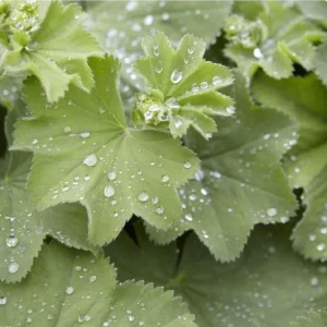 Alchemilla Thriller Live Plant Plugs - Set of 2 Lady's Mantle Perennials, 1-3