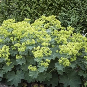 Alchemilla Thriller Live Plant Plugs - Set of 2 Lady's Mantle Perennials, 1-3
