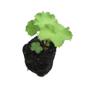 Alchemilla Thriller Live Plant Plugs - Set of 2 Lady's Mantle Perennials, 1-3