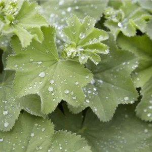 Alchemilla Thriller Plug Plant – Live Perennial Lady's Mantle – 1-3 inch Tall - Image 4
