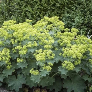 Alchemilla Thriller Plug Plant – Live Perennial Lady's Mantle – 1-3 inch Tall - Image 5