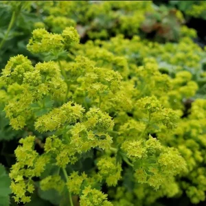 Alchemilla Thriller Plug Plant – Live Perennial Lady's Mantle – 1-3 inch Tall - Image 9