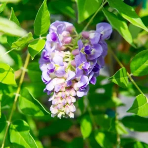 Amethyst Falls Wisteria Live Starter Plant - Fast-Growing Purple Flowering Vine, 10-20 Inch Tall, Bare Root, Outdoor - Image 3