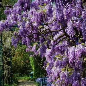 Amethyst Falls Wisteria Live Starter Plant - Fast-Growing Purple Flowering Vine, 10-20 Inch Tall, Bare Root, Outdoor - Image 6