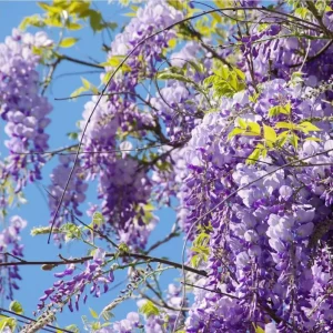 Amethyst Falls Wisteria Live Starter Plant - Fast-Growing Purple Flowering Vine, 10-20 Inch Tall, Bare Root, Outdoor - Image 1