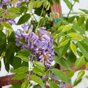 Amethyst Falls Wisteria Live Starter Plant - Fast-Growing Purple Flowering Vine, 10-20 Inch Tall, Bare Root, Outdoor - Image 9