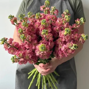 Antique Rose Plug Live Starter Plant - Fragrant Flowering, 1-3 Inch Tall - Image 2