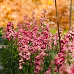 Antique Rose Plug Live Starter Plant - Fragrant Flowering, 1-3 Inch Tall - Image 3