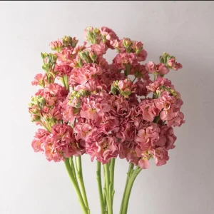 Antique Rose Plug Live Starter Plant - Fragrant Flowering, 1-3 Inch Tall - Image 4