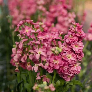 Antique Rose Plug Live Starter Plant - Fragrant Flowering, 1-3 Inch Tall - Image 5