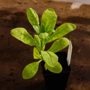 Antique Rose Plug Live Starter Plant - Fragrant Flowering, 1-3 Inch Tall - Image 7