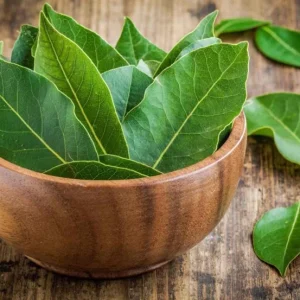 Bay Leaf Live Starter Plant, Sweet Bay Tree, 6-8 Inch Tall, 3 Inch Pot - Image 2