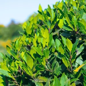 Bay Leaf Live Starter Plant, Sweet Bay Tree, 6-8 Inch Tall, 3 Inch Pot - Image 5