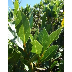 Bay Leaf Live Starter Plant, Sweet Bay Tree, 6-8 Inch Tall, 3 Inch Pot - Image 6