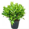 Bay Leaf Live Starter Plant, Sweet Bay Tree, 6-8 Inch Tall, 3 Inch Pot - Image 1
