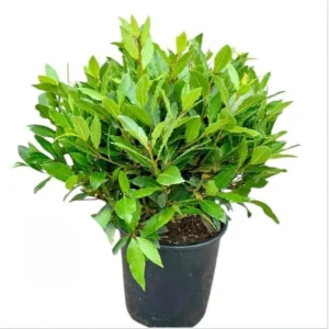 Bay Leaf Live Starter Plant, Sweet Bay Tree, 6-8 Inch Tall, 3 Inch Pot - Image 1