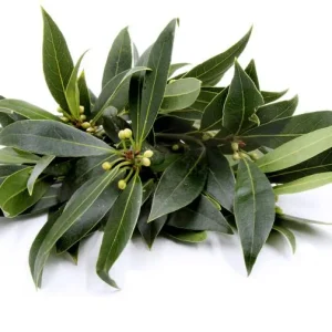 Bay Leaf Live Starter Plant, Sweet Bay Tree, 6-8 Inch Tall, 3 Inch Pot - Image 8