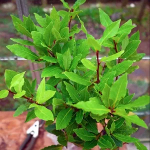 Bay Leaf Live Starter Plant, Sweet Bay Tree, 6-8 Inch Tall, 3 Inch Pot - Image 9