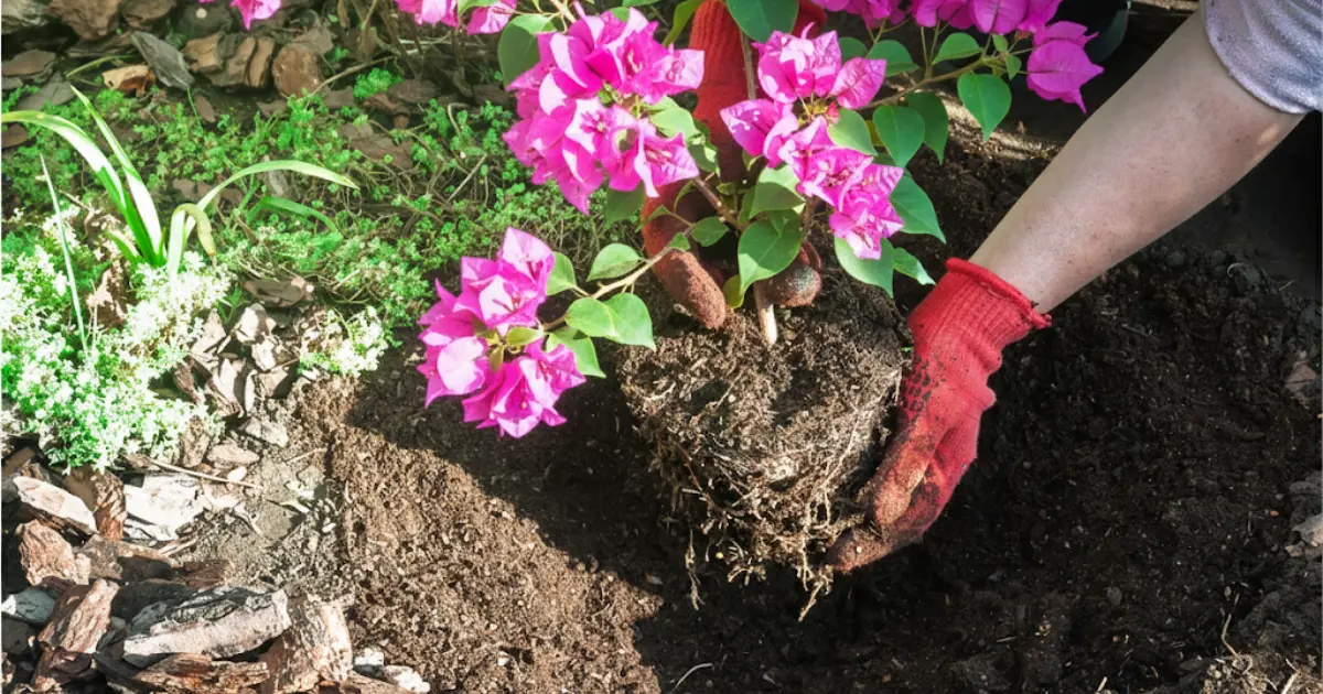 best time to plant bougainvillea plant