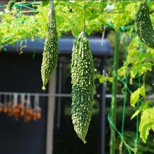 Bittermelon Live Plant - Bitter Gourd Starter for Planting, 3-5 Inch Tall - Image 3