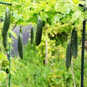 Bittermelon Live Plant - Bitter Gourd Starter for Planting, 3-5 Inch Tall - Image 5