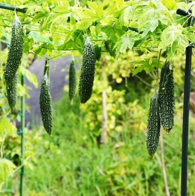 Bittermelon Live Plant - Bitter Gourd Starter for Planting, 3-5 Inch Tall - Image 5