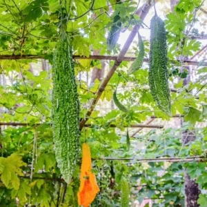 Bittermelon Live Plant - Bitter Gourd Starter for Planting, 3-5 Inch Tall - Image 6