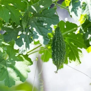 Bittermelon Live Plant - Bitter Gourd Starter for Planting, 3-5 Inch Tall - Image 8