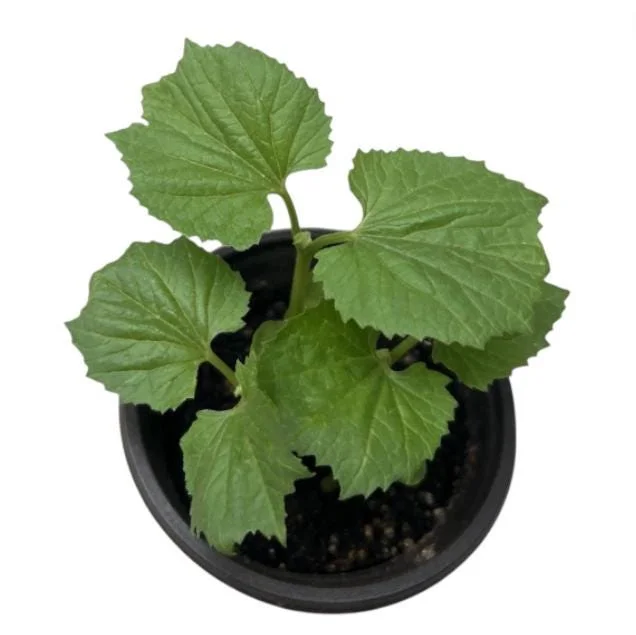 Bittermelon Live Plant - Bitter Gourd Starter for Planting, 3-5 Inch Tall - Image 9