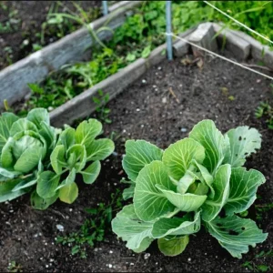 Cabbage Live Plants - Set of 3 Vegetable Plants, 5 Inch Tall, 4 Inch Pot - Image 10