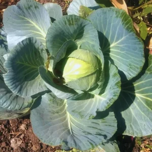 Cabbage Live Plants - Set of 3 Vegetable Plants, 5 Inch Tall, 4 Inch Pot - Image 3