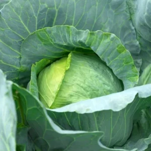 Cabbage Live Plants - Set of 3 Vegetable Plants, 5 Inch Tall, 4 Inch Pot - Image 5