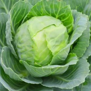 Cabbage Live Plants - Set of 3 Vegetable Plants, 5 Inch Tall, 4 Inch Pot - Image 6