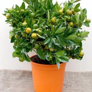 Calamansi Orange Live Tree – 3-4 FT Tall Citrus Microcarpa Plant in 5 Gal Pot - Image 2