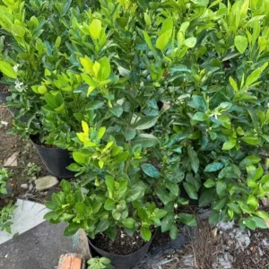 Calamansi Orange Live Tree – 3-4 FT Tall Citrus Microcarpa Plant in 5 Gal Pot - Image 3
